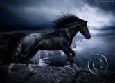 Dark horse.jpg