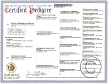 Geyser AKC Pedigree.jpg