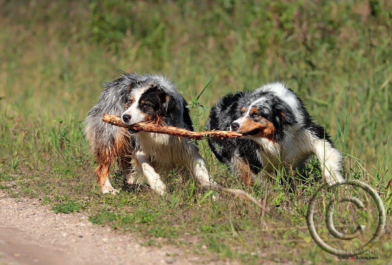 are australian shepherds good with chickens