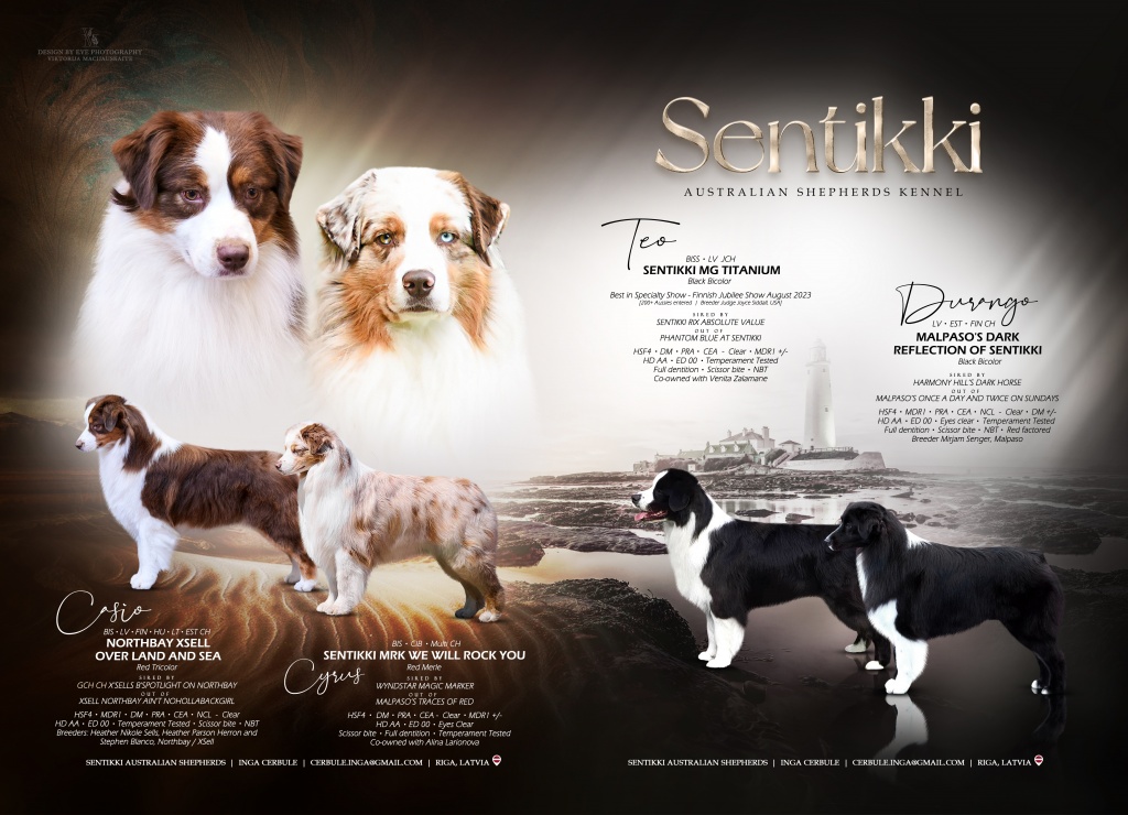 Honey creek australian shepherds sale