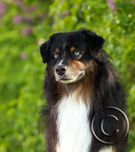 cobalts-25  Cropped.jpg