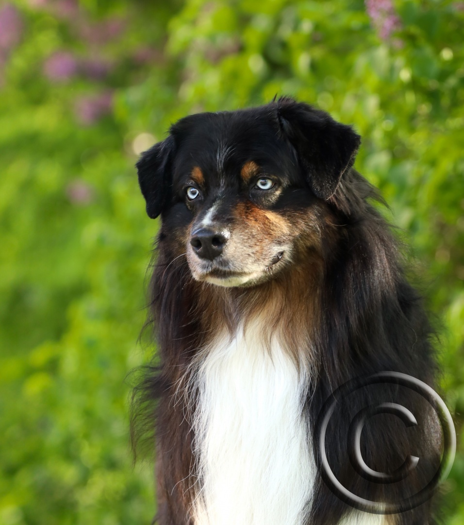 cobalts-25  Cropped.jpg