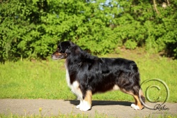 cobalts-20.jpg