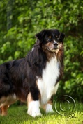 cobalts-7.jpg