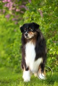 cobalts-25.jpg