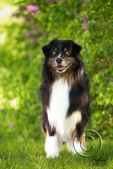 cobalts-26.jpg
