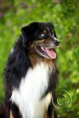 cobalts-28.jpg