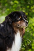 cobalts-11.jpg