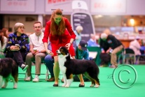 ing_crufts26.jpg