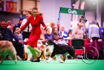 ing_crufts26-5.jpg
