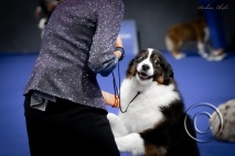 DOG_6010 (1).jpg