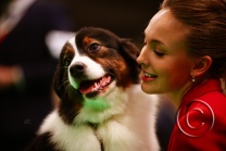 ing_crufts26-4.jpg