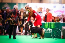 ing_crufts26-3.jpg