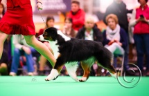 ing_crufts26-2.jpg
